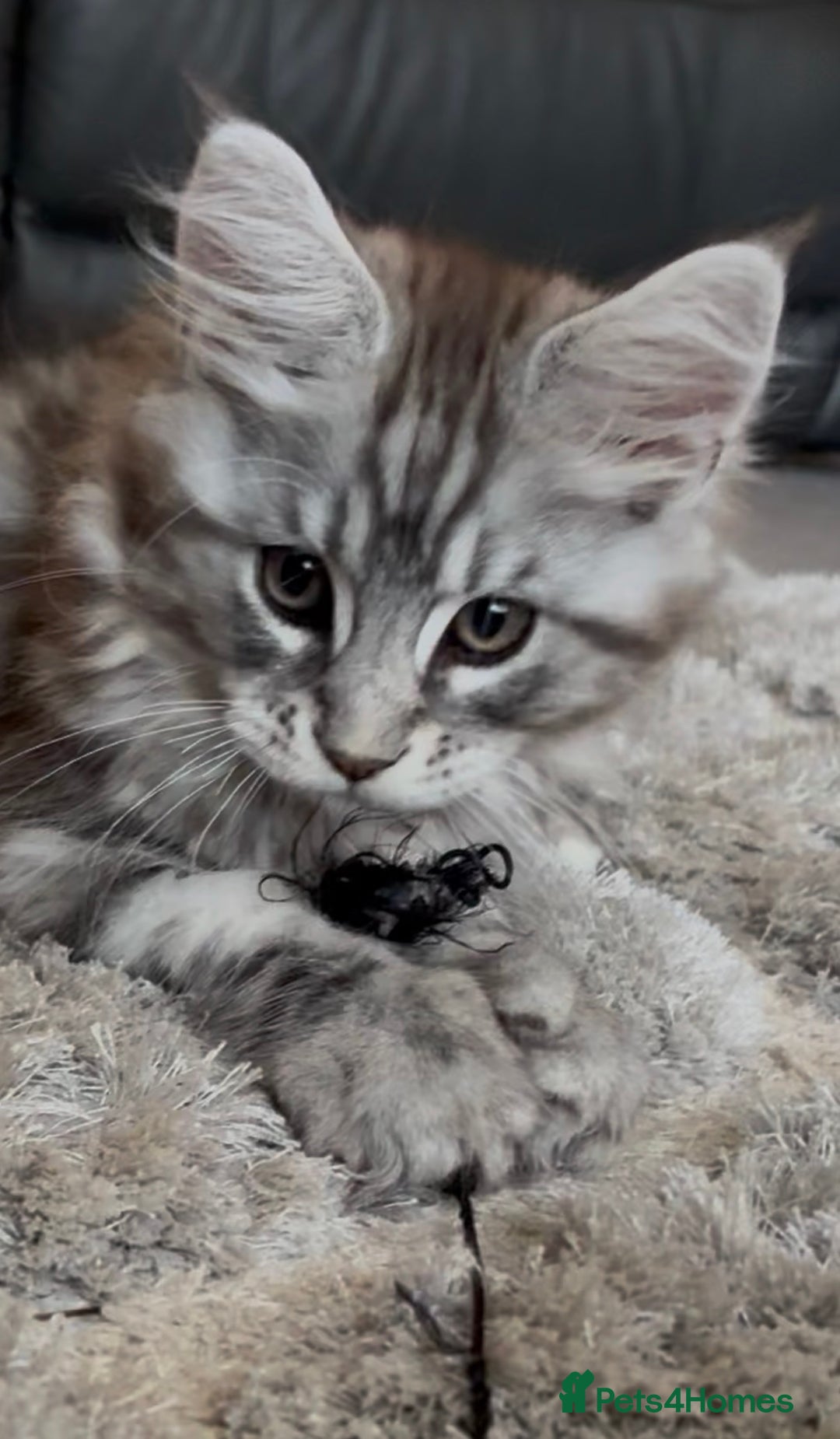 Maine Coon cats for sale: Ready to leave quality Maine coon kittens - Advert 6