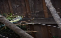 Budgerigars birds for sale: Aviary Bred Budgie Chicks 12 Weeks - Image 8