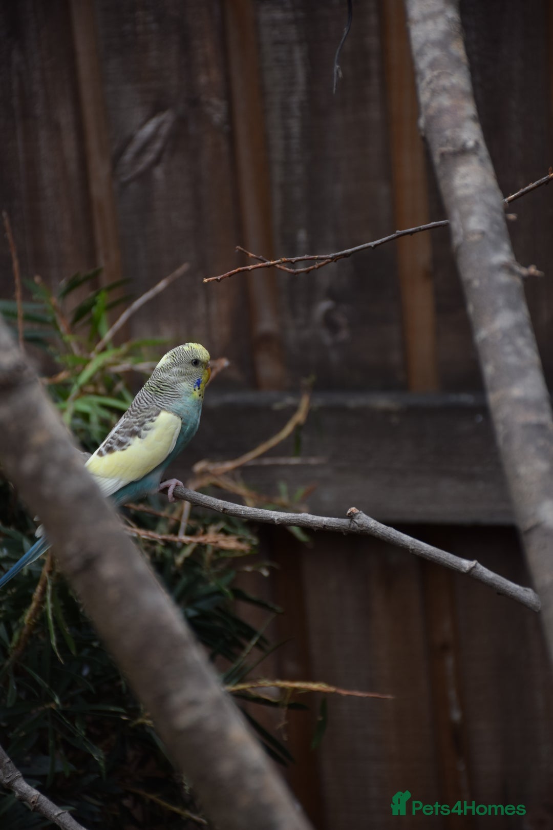 Budgerigars birds for sale: Aviary Bred Budgie Chicks 12 Weeks - Image 8