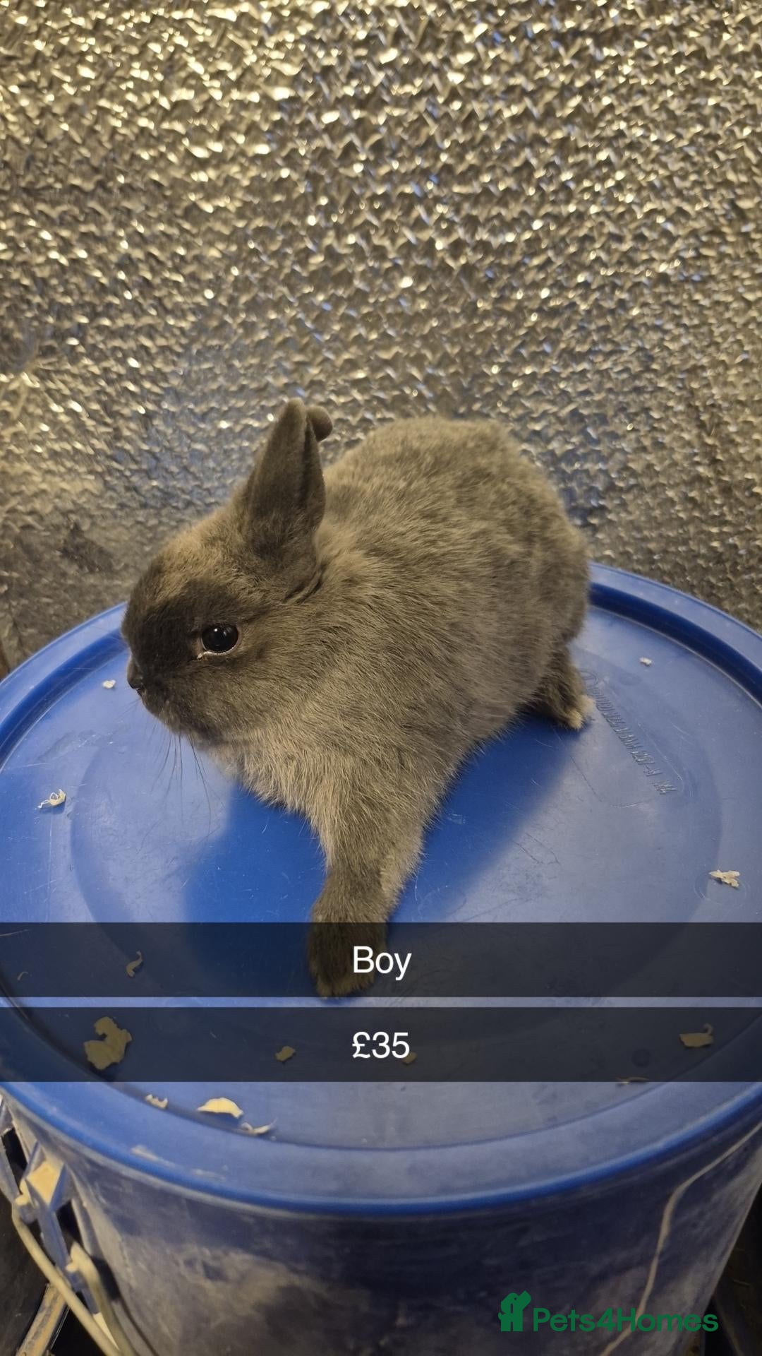 Mixed Breed rabbits Baby Lionhead Rabbits 8 week old, handled daily  - Advert 6