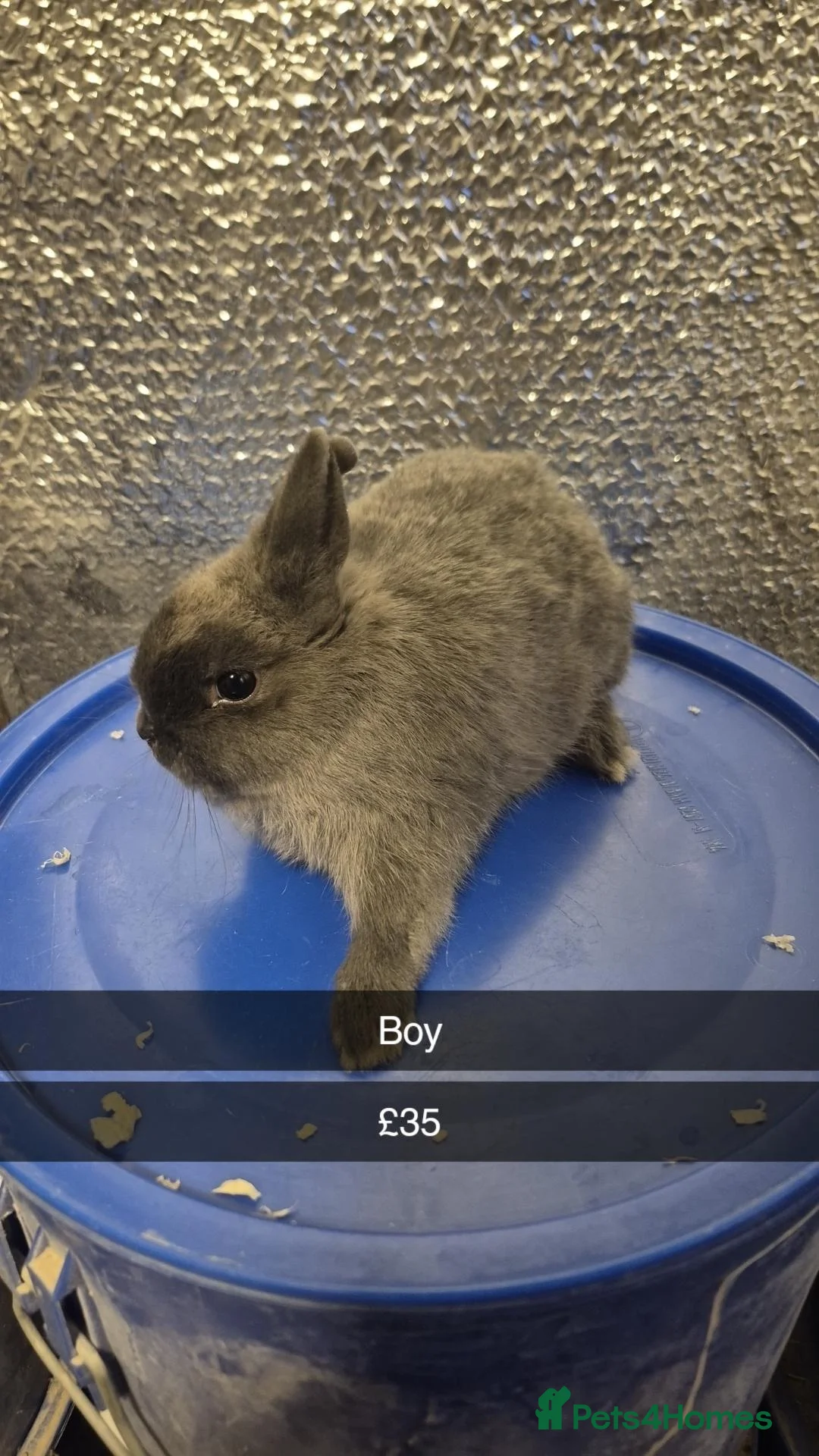 Mixed Breed rabbits for sale: Baby Lionhead Rabbits 8 week old, handled daily  - Advert 2