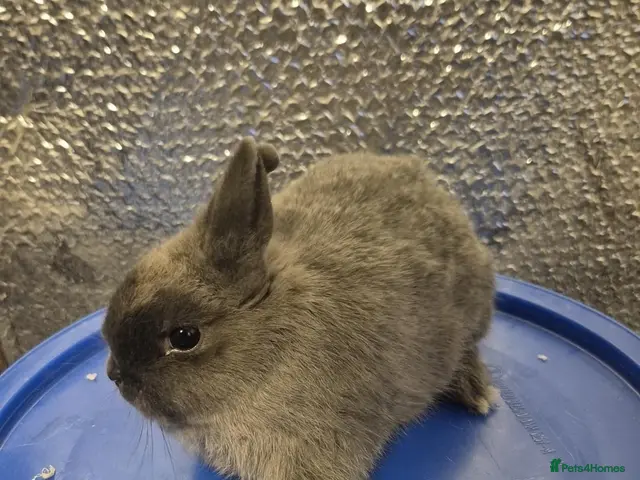Mixed Breed rabbits Baby Lionhead Rabbits 8 week old, handled daily - Advert 6