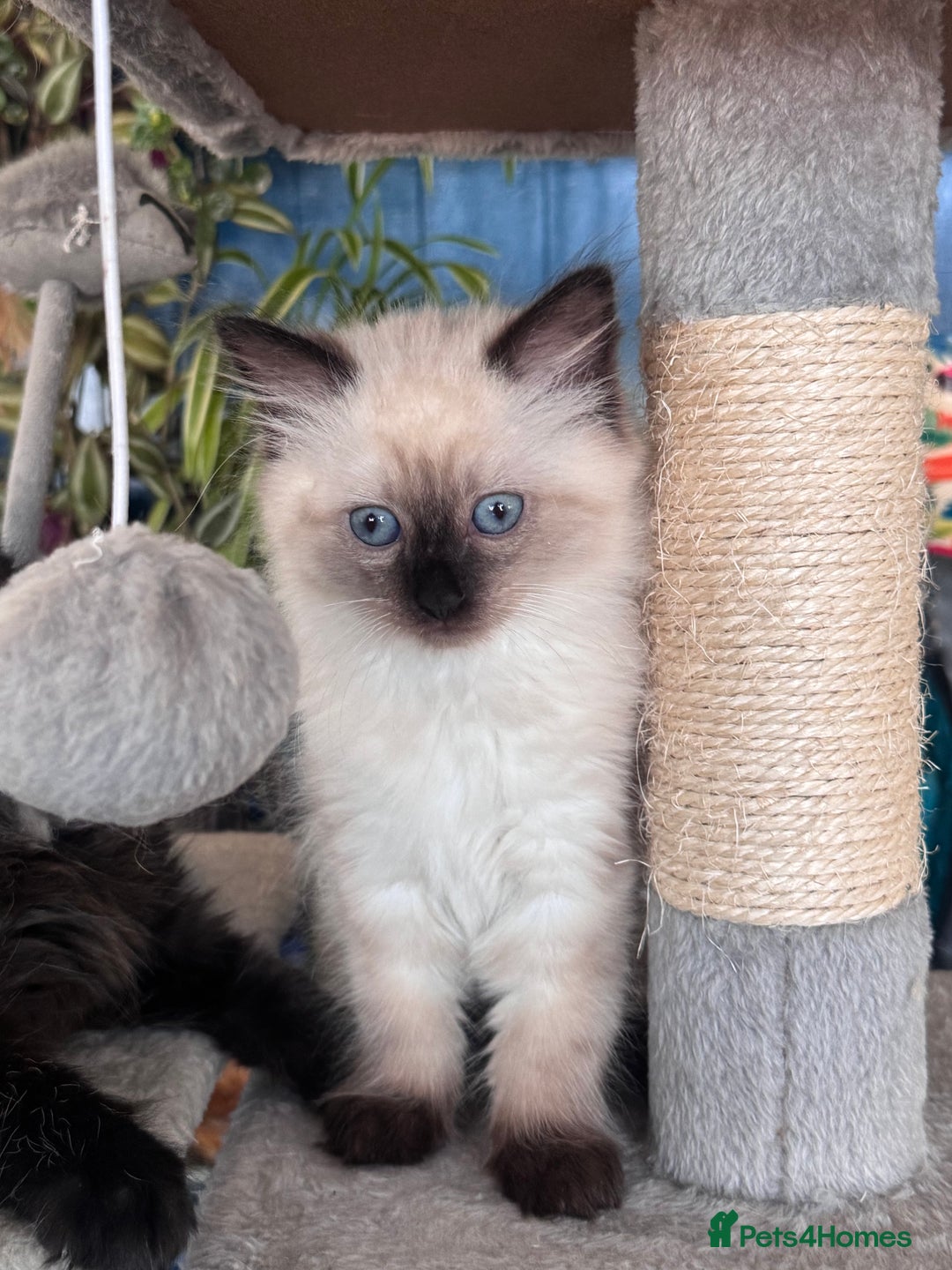 Mixed Breed cats for sale: Ragdoll and Maine Coon crossed  - Image 18