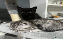 Persian cats for sale: Persians 🌸  - Image 4