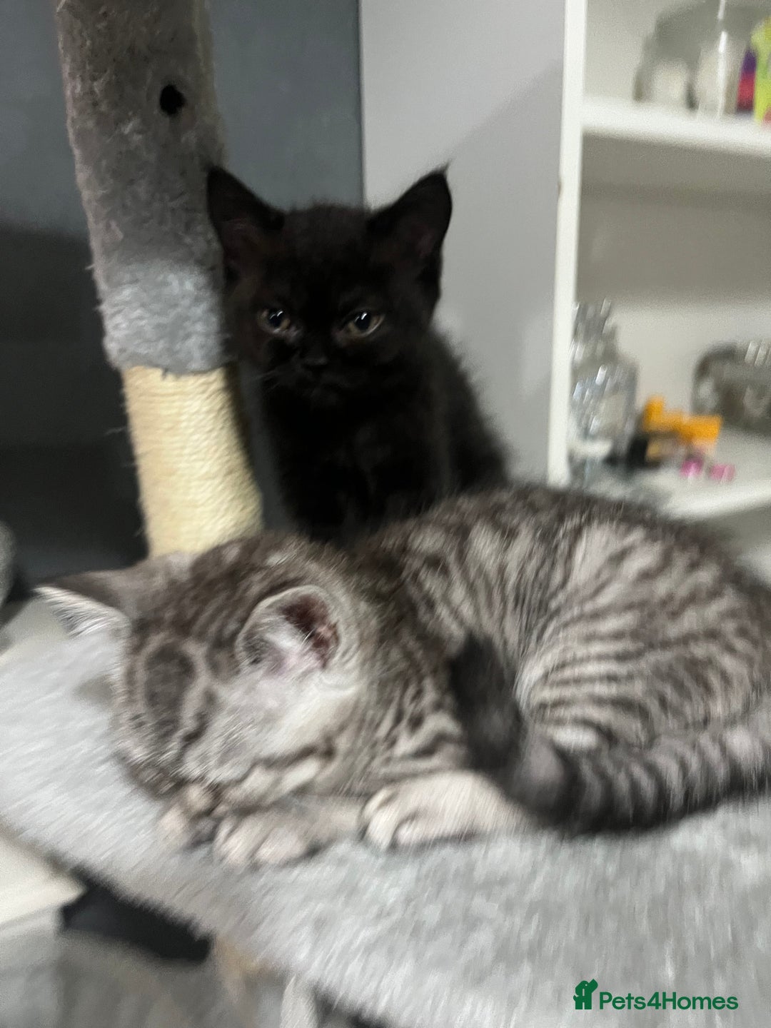 Persian cats for sale: Persians 🌸  - Image 4