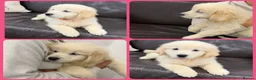 Golden Retriever dogs for sale: Golden Retriever Puppies  - Advert 5