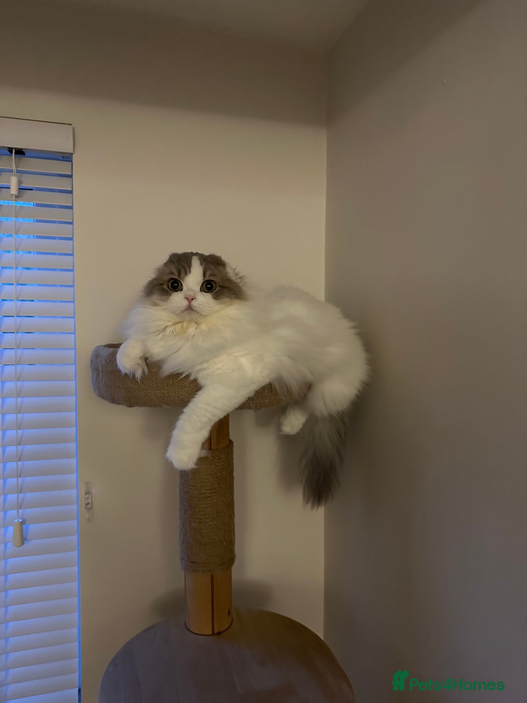 Scottish Fold cats for sale: Beautiful Scottish Fold Girl - Advert 4