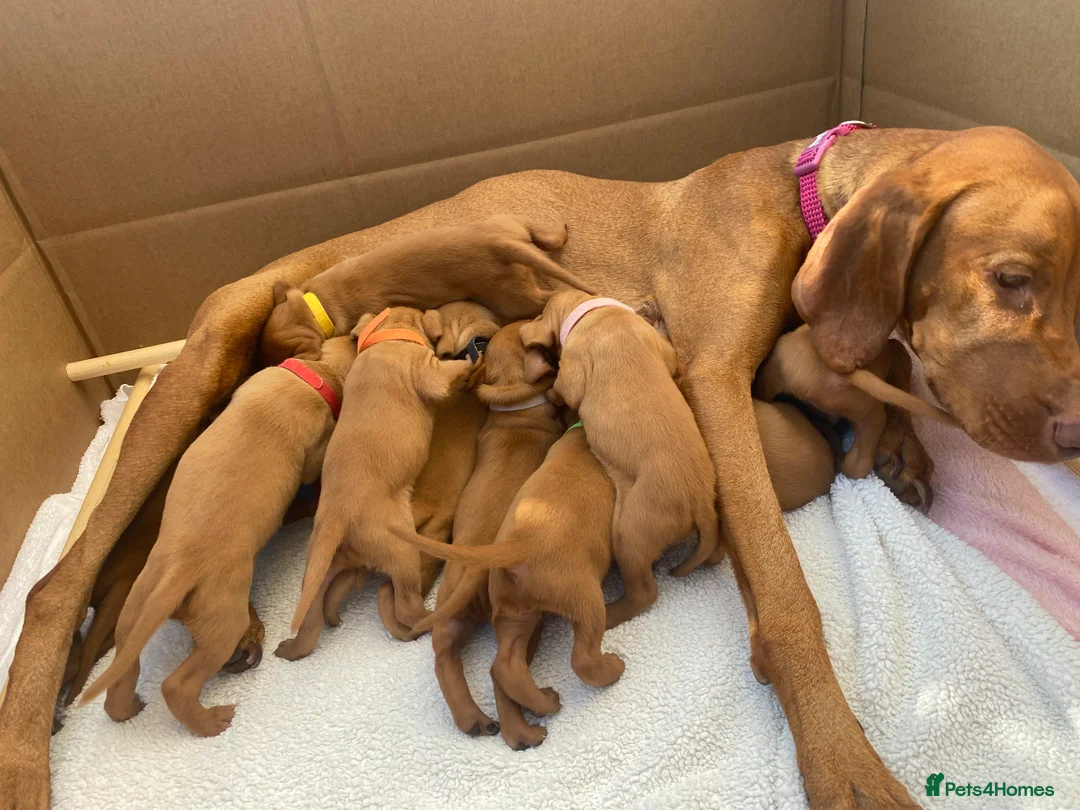Hungarian Vizsla dogs for stud: Proven KC Registered Hungarian Vizsla in Reading - Advert 18