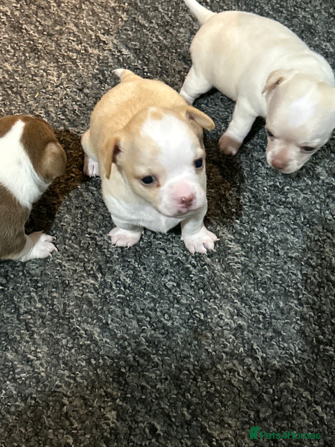 Chihuahua dogs for sale: Puppy  - Image 22