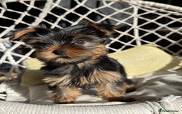 Yorkshire Terrier dogs for sale: Mini Yorkshire Terrier, blue skin tan - Image 7