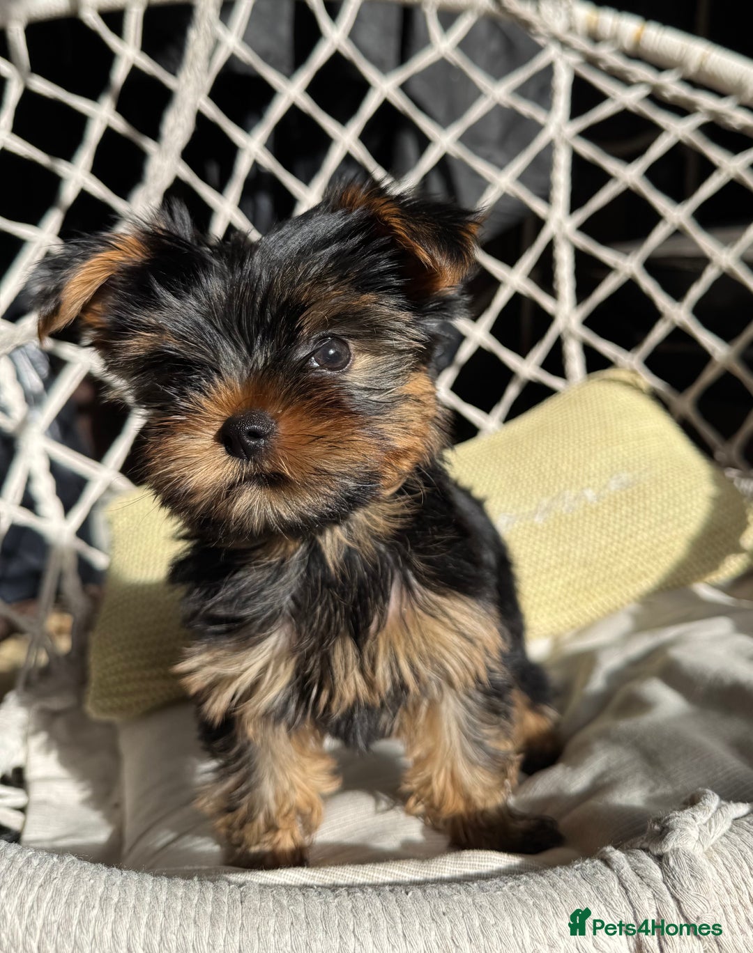 Yorkshire Terrier dogs for sale: Mini Yorkshire Terrier, blue skin tan - Image 7