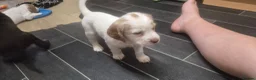 Sprocker dogs for sale: Sprocker spaniel puppies for sale in Swaffham - Advert 4