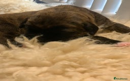 Boxer dogs for sale: KC registered Boxer Puppies - Image 5