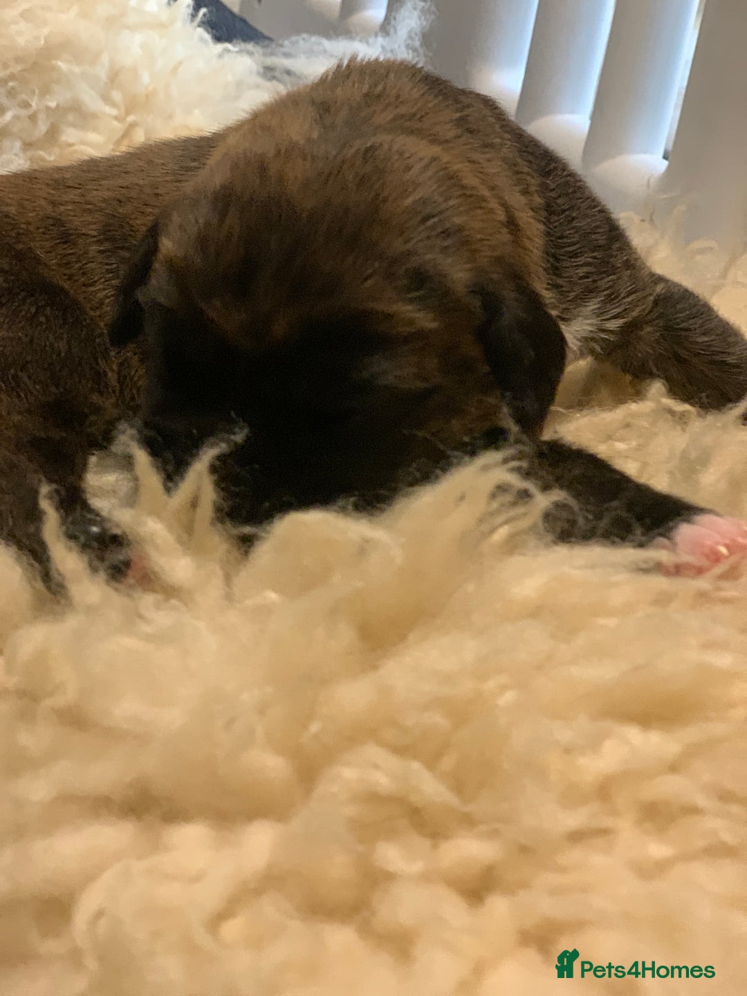 Boxer dogs for sale: KC registered Boxer Puppies - Image 5