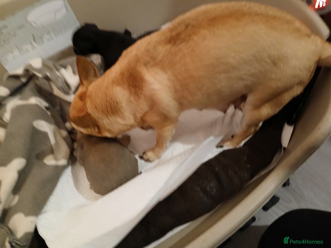 Chihuahua dogs for sale: Last little boy - Advert 10