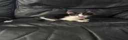 Mixed Breed cats for sale: Kittens  - Advert 9