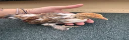 Chickens poultry for sale: Pekin bantams  - Advert 1