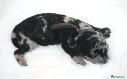 Cavapoo dogs for sale: Extensively health tested F1b curly Cavapoos  - Image 25