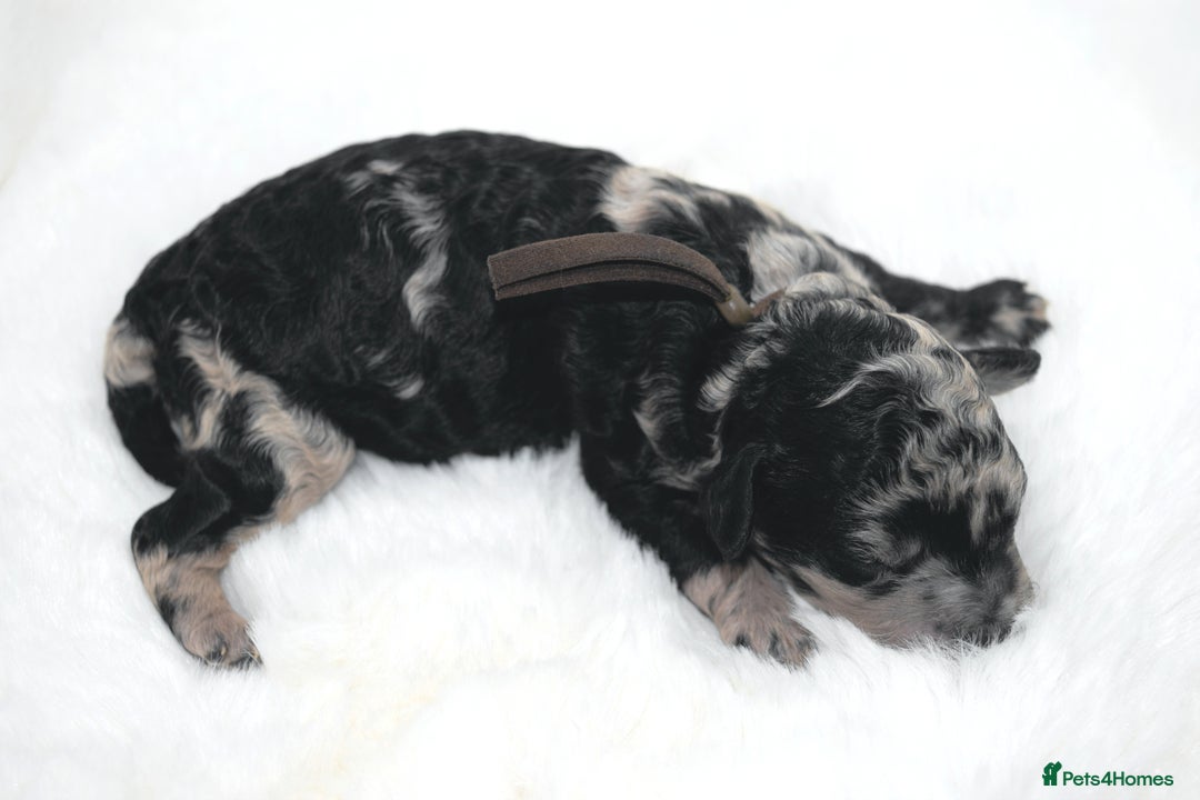 Cavapoo dogs for sale: Extensively health tested F1b curly Cavapoos  - Image 25