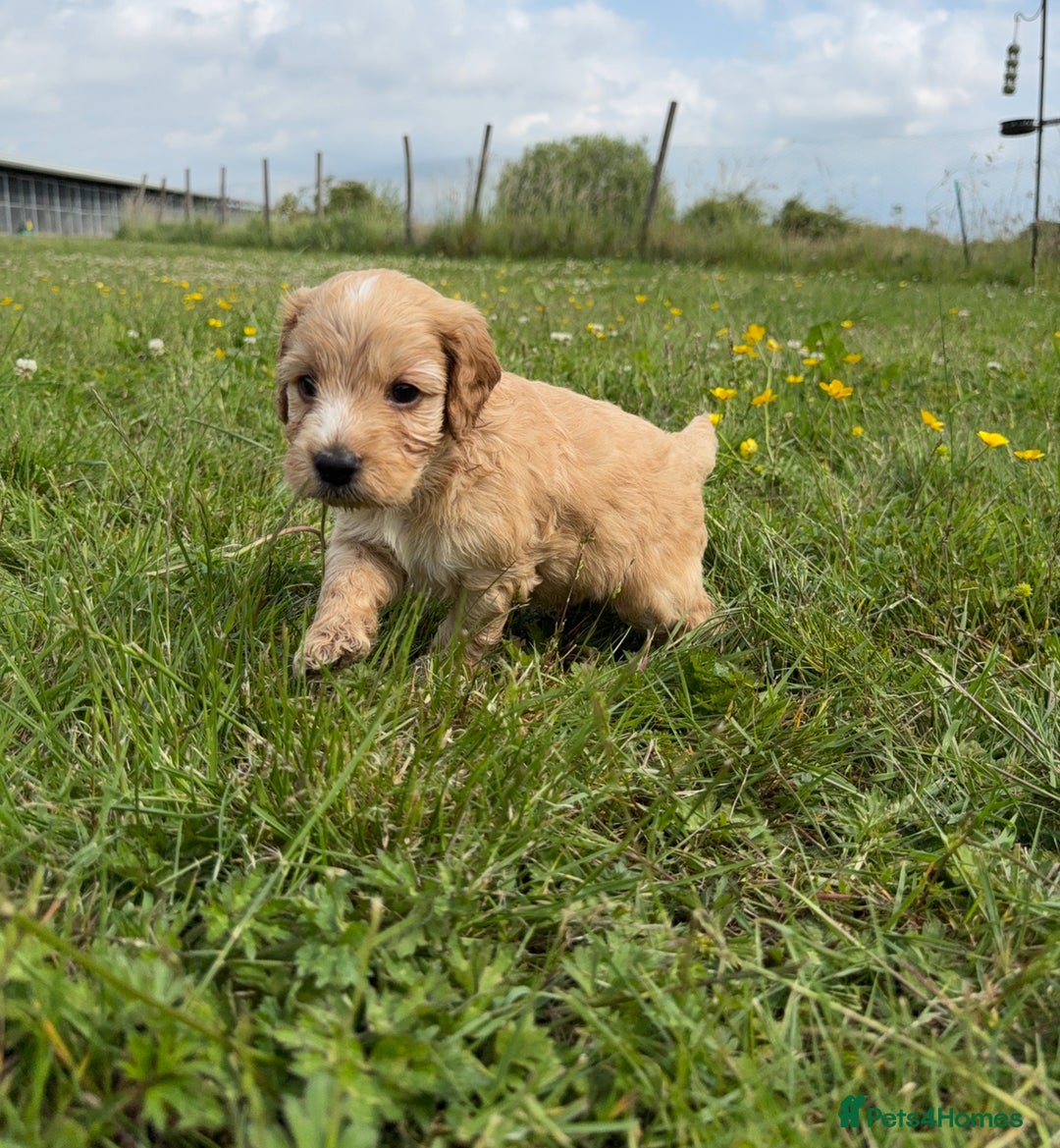 Cockapoo dogs for sale: Beautiful Cockapoo Puppies  - Image 13