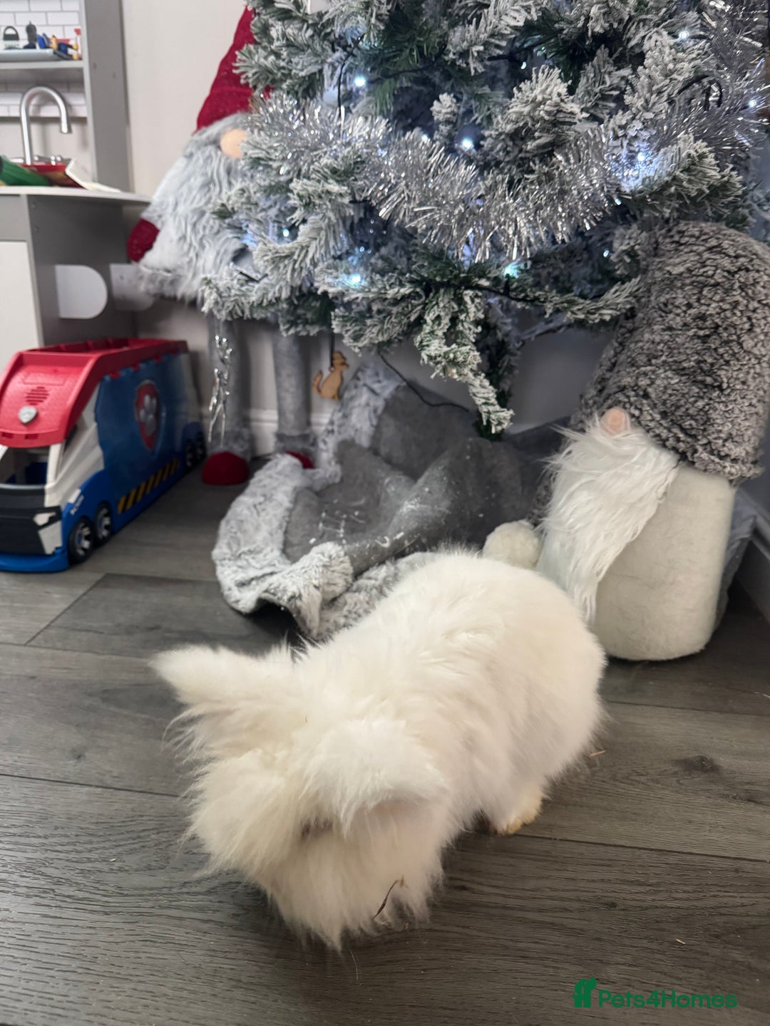 Lionhead rabbits for sale: Lionhead for sale  - Advert 3