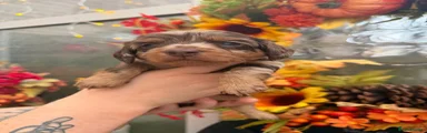 Miniature Dachshund 4