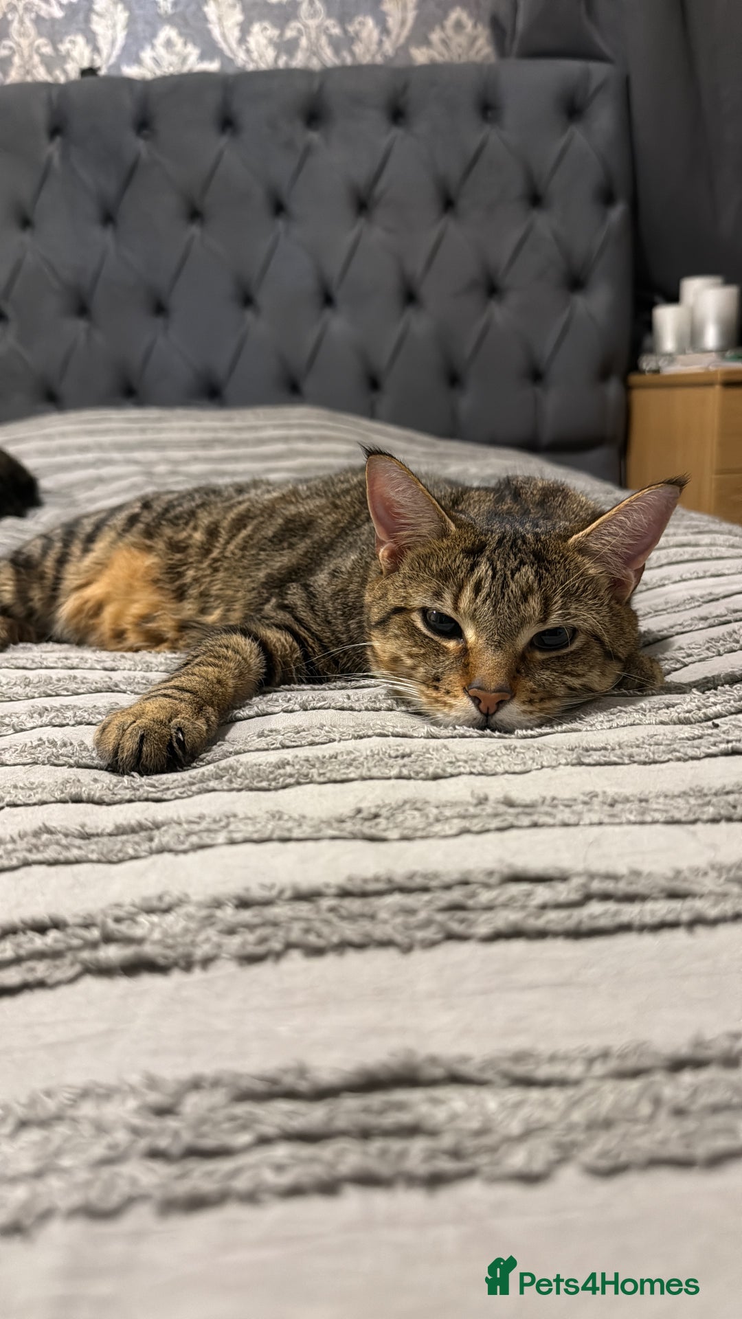 Domestic Shorthair cats for sale: Brown - Advert 1