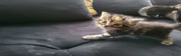 Mixed Breed cats for sale: 3 Gorgeous fluffy kittens. - Advert 5