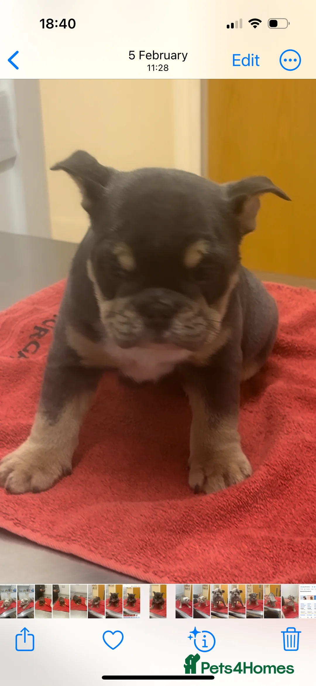 English Bulldog dogs for sale: English bulldog puppies  - Advert 5