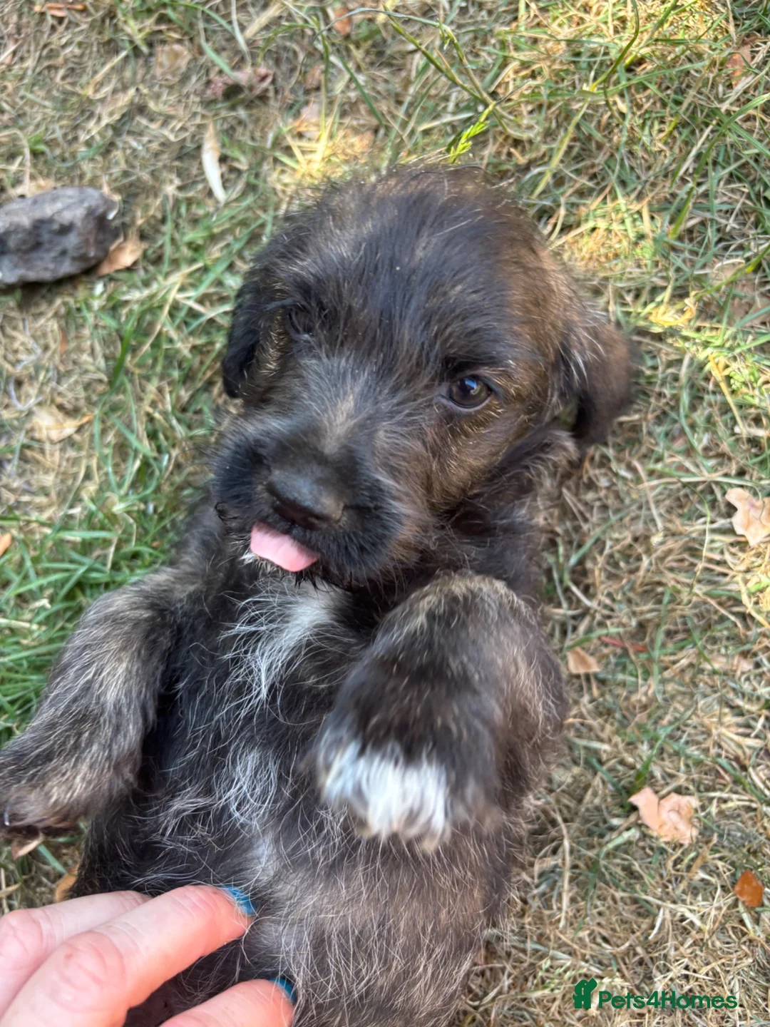 Mixed Breed dogs for sale: F1 Cairndoodle Puppies  - Advert 2