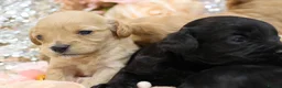 Cavapoo dogs for sale: *HEALTH TESTED*Cavapoo Puppies 5*LICENSED BREEDER* - Advert 14