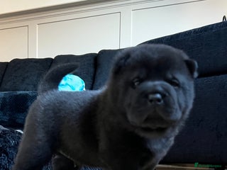 Mixed Breed dogs ChowPei Pups - Advert 12