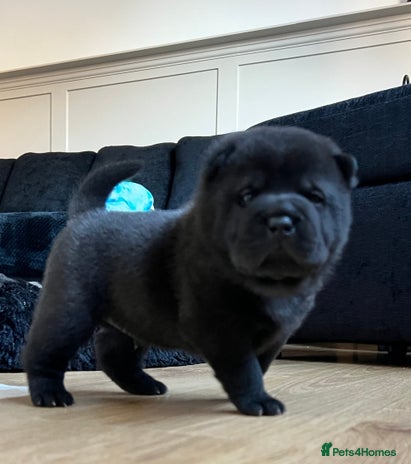 Mixed Breed dogs ChowPei Pups - Advert 1