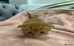 Scottish Fold cats for sale: Scottish fold/straight kittens  - Image 25