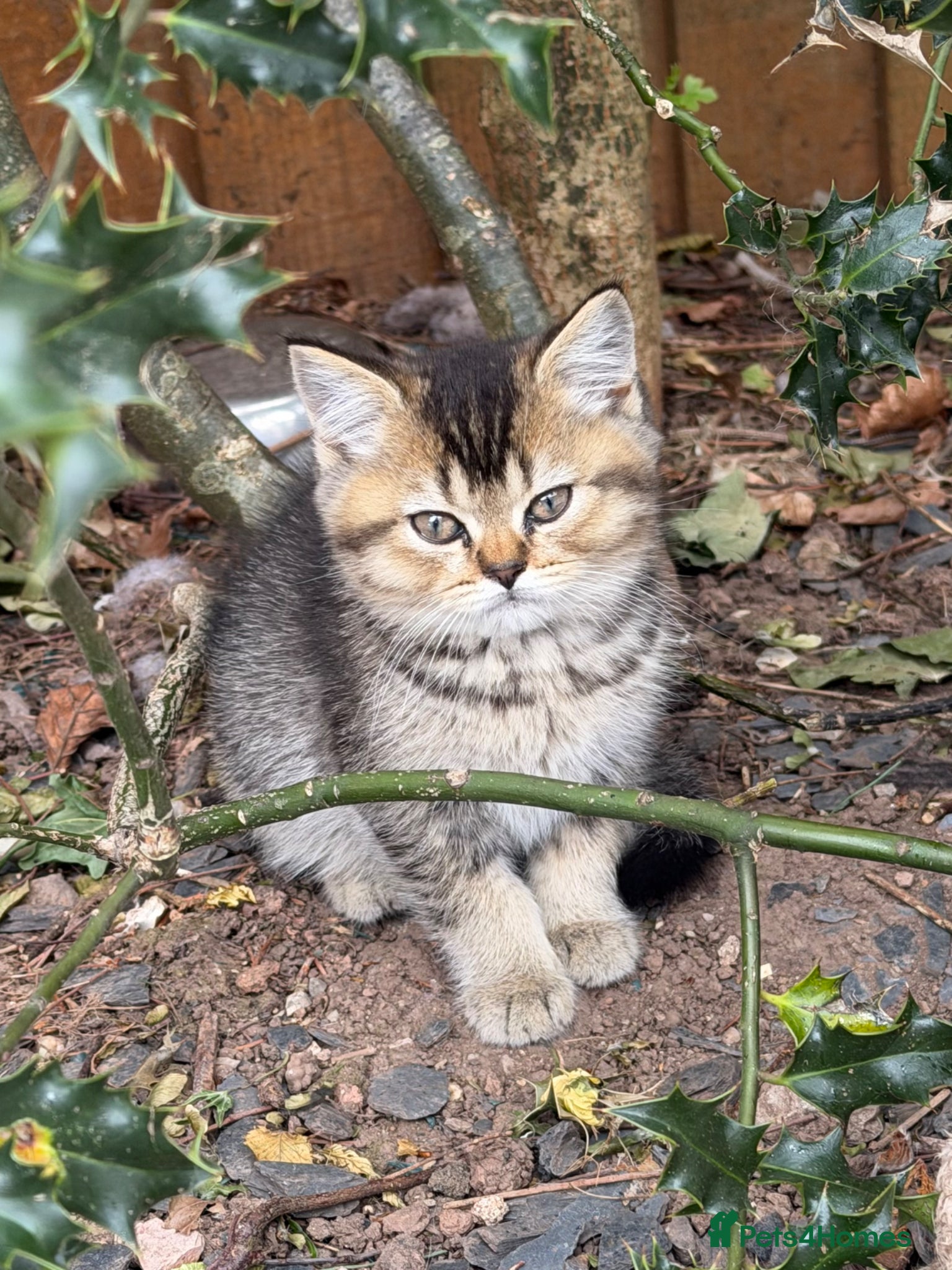 British Shorthair cats British shorthair boys ❤️ - Advert 2