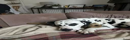 Dalmatian dogs for stud: KC Reg Dalmatian for stud  - Advert 6