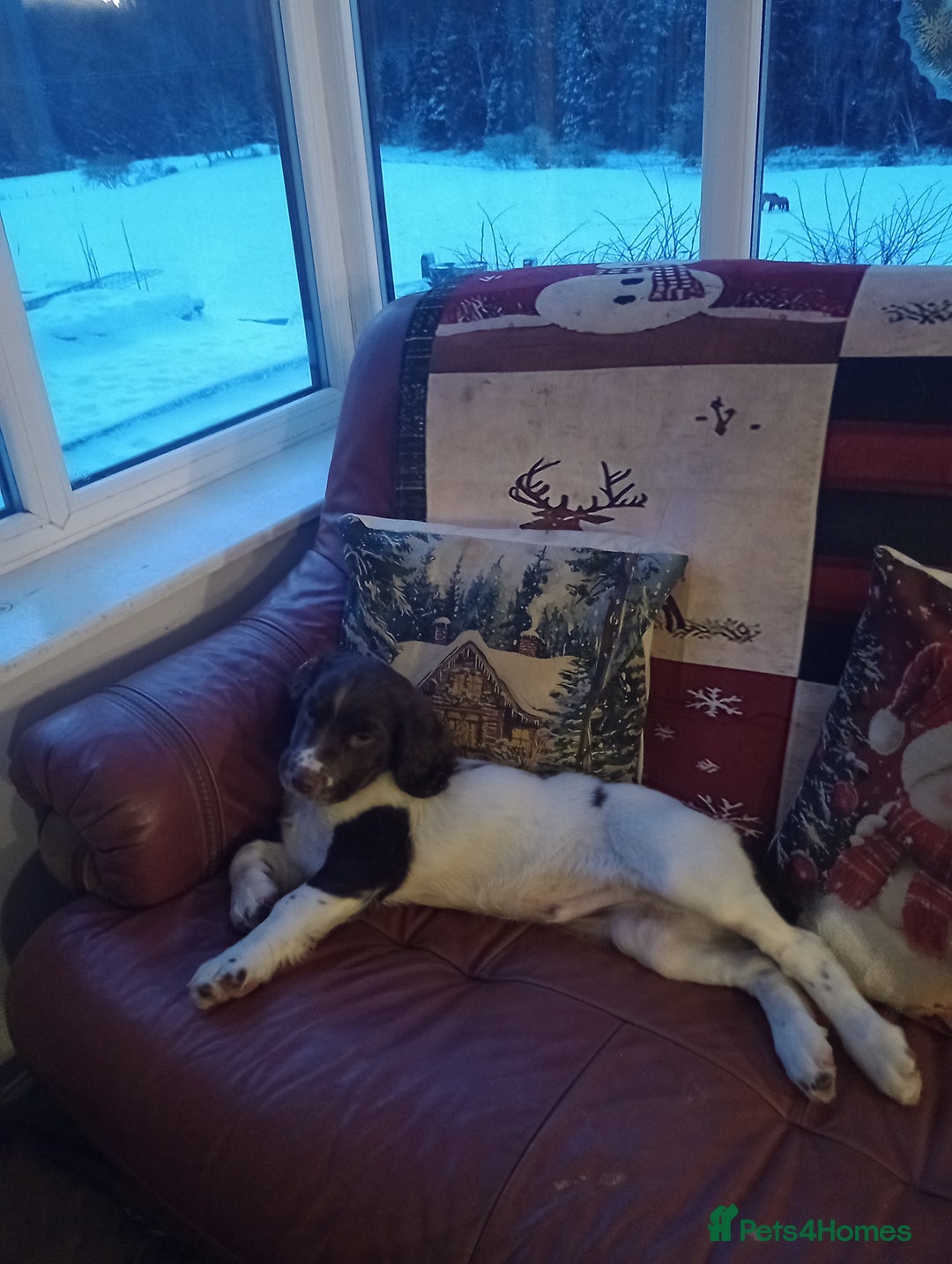 English Springer Spaniel dogs for sale: English springer spaniel  - Advert 3