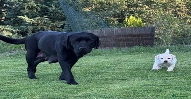 Labrador Retriever dogs - Advert 6