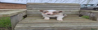 Border Collie Puppy 1