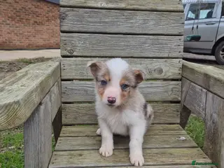 Border Collie dogs for sale: Border Collie's *DNA Health Tested* - Advert 4