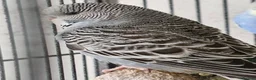 Budgerigars birds for sale: 3 Baby Budgies-ready now - Advert 5