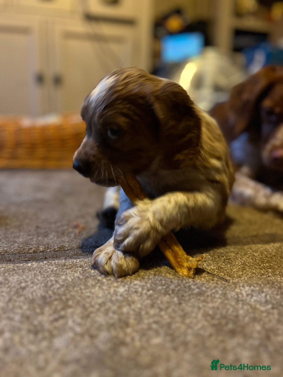Brittany Spaniel dogs for sale: Brittany puppies for sale  - Image 10