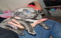 French Bulldog dogs for sale: Blue French bulldogs - Image 5