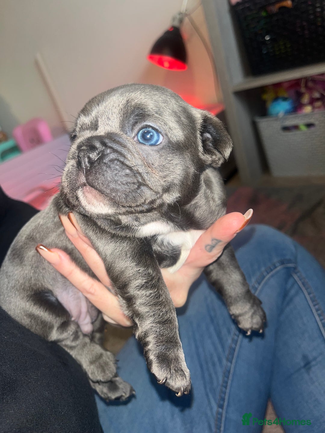 French Bulldog dogs for sale: Blue French bulldogs - Image 5
