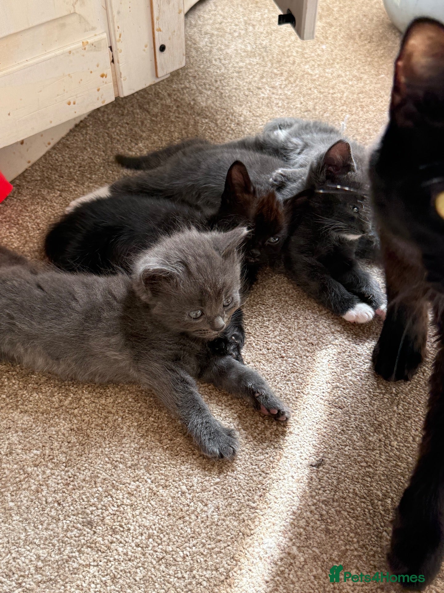 Mixed Breed cats 4 beautiful kittens  - Advert 3