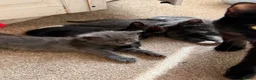 Mixed Breed cats for sale: 4 beautiful kittens  - Advert 1