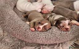 Mixed Breed dogs for sale: Last Beautiful Pink Frenchton Boy Pup Available  - Image 36