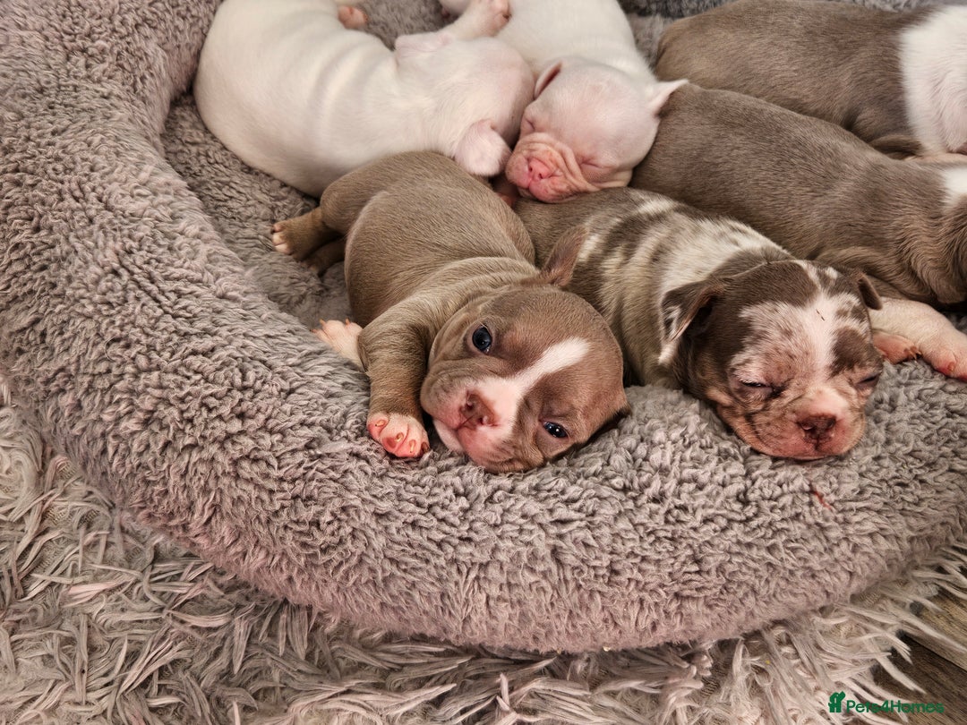 Mixed Breed dogs for sale: Last Beautiful Pink Frenchton Boy Pup Available  - Image 36
