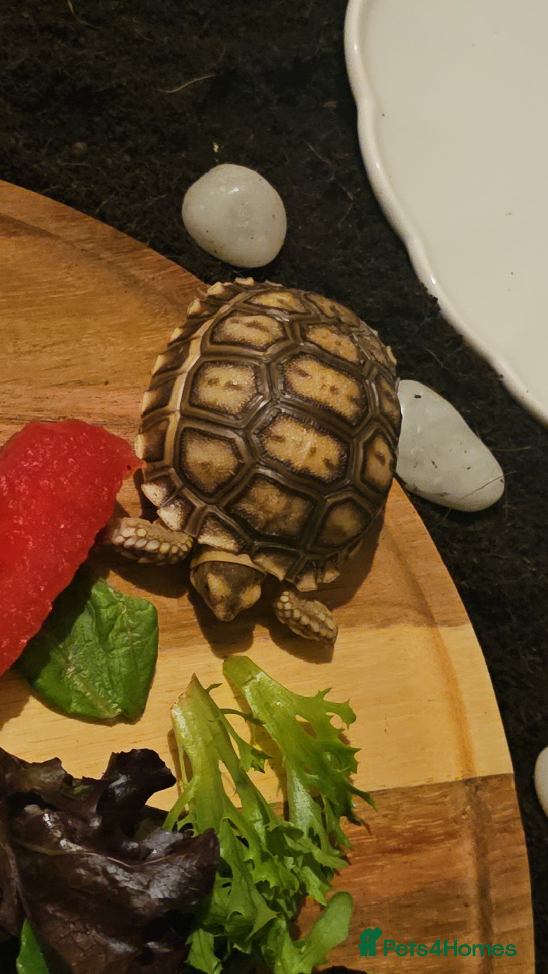 Tortoise reptiles for sale: Baby sulcata tortoise - Advert 1