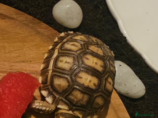 Tortoise reptiles Baby sulcata tortoise - Advert 1